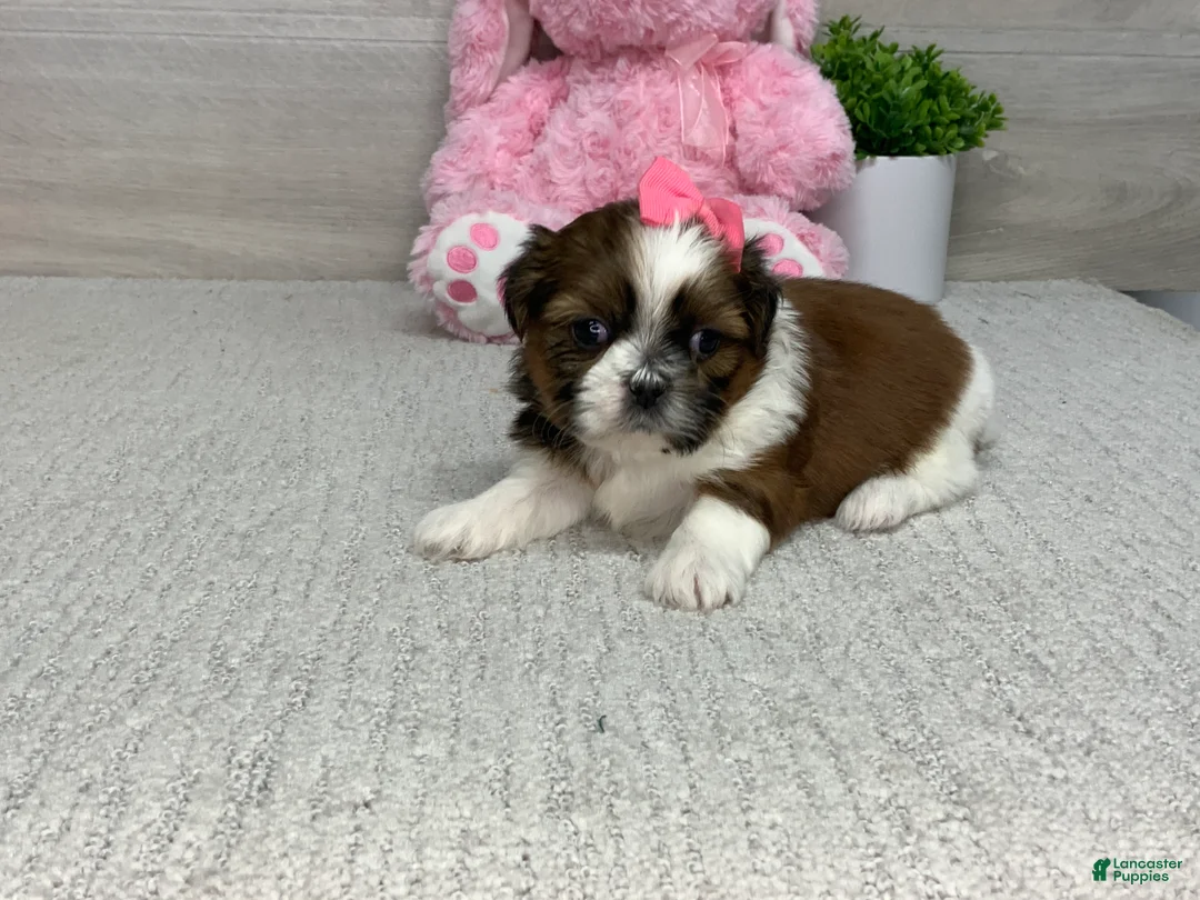 Shih Tzu dogs for sale: Lacey - Ad 2