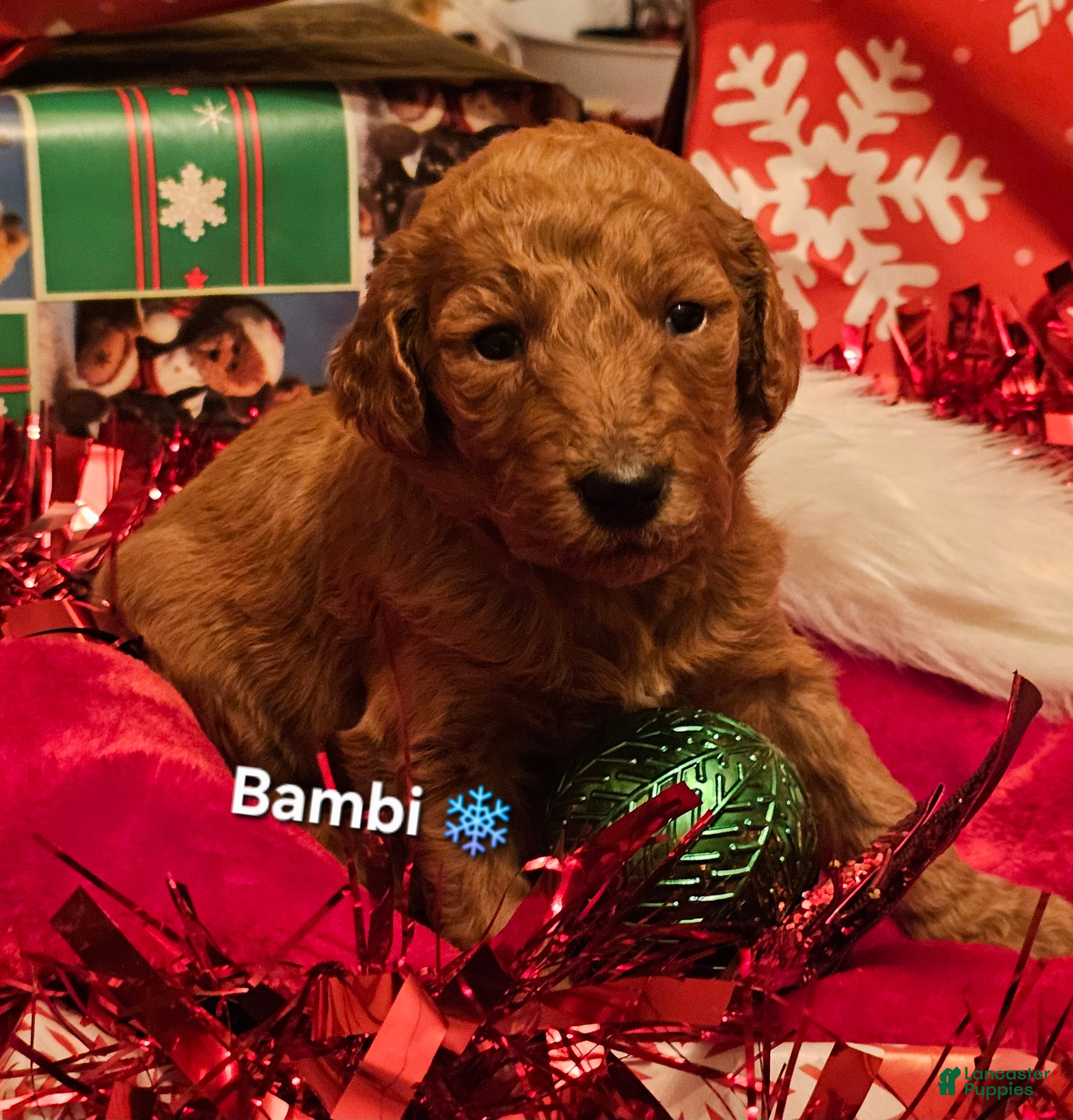 Goldendoodle dogs Bambi - Ad 1