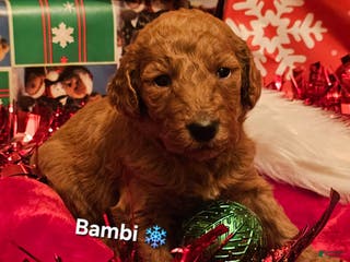 Goldendoodle dogs Bambi - Ad 22