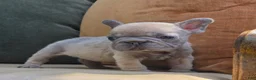 French Bulldog dogs for sale: Ozzy - Ad 2
