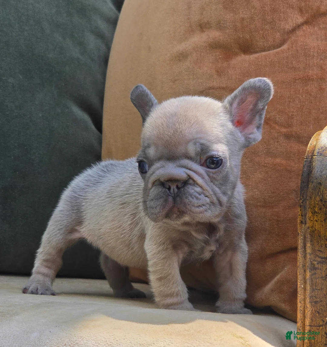 French Bulldog dogs for sale: Ozzy - Ad 2