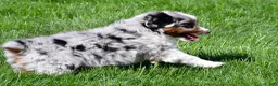 Miniature Australian Shepherd dogs for sale: Tyler - Ad 5