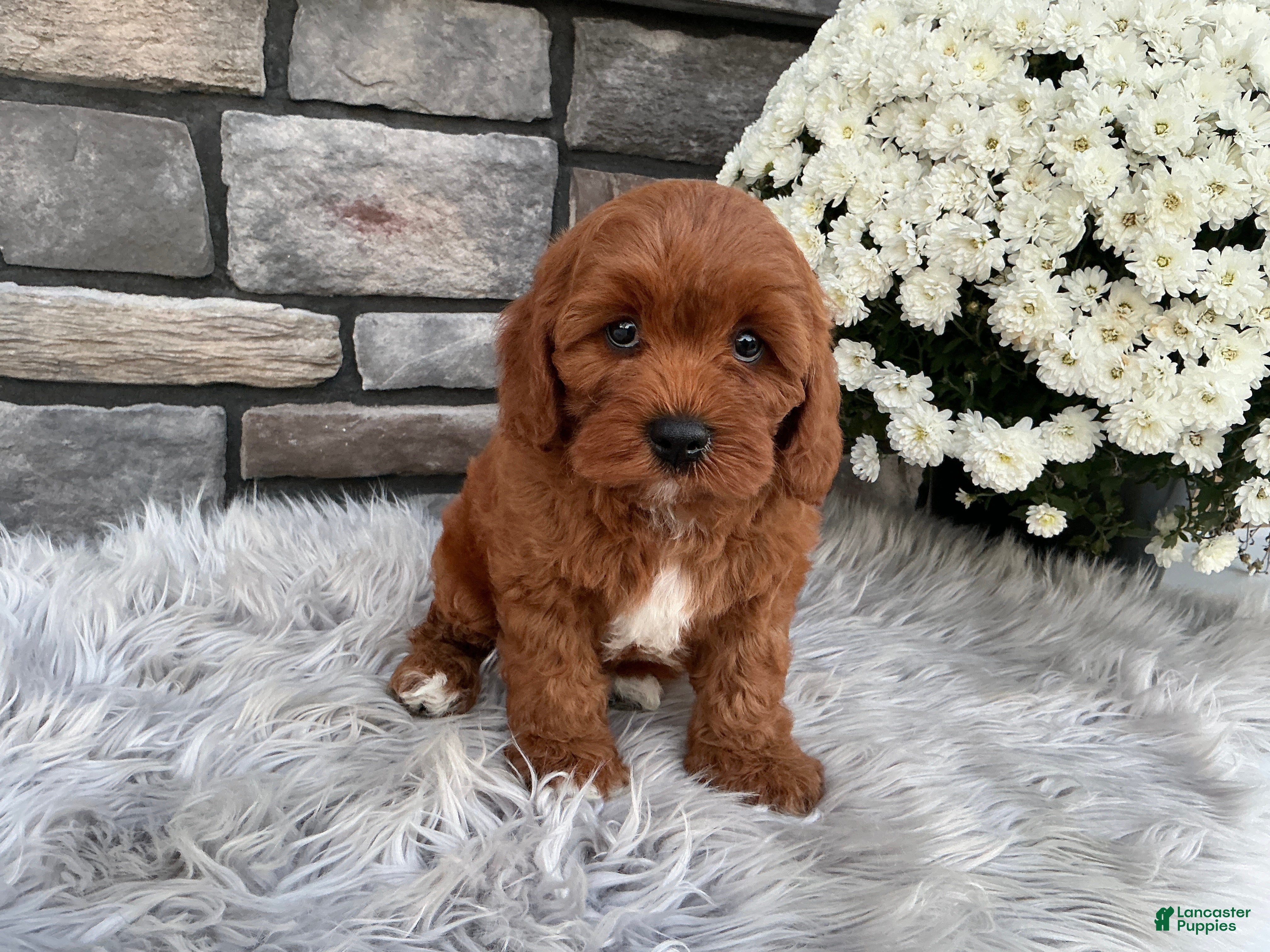 Cavapoo dogs Harley - Ad 1