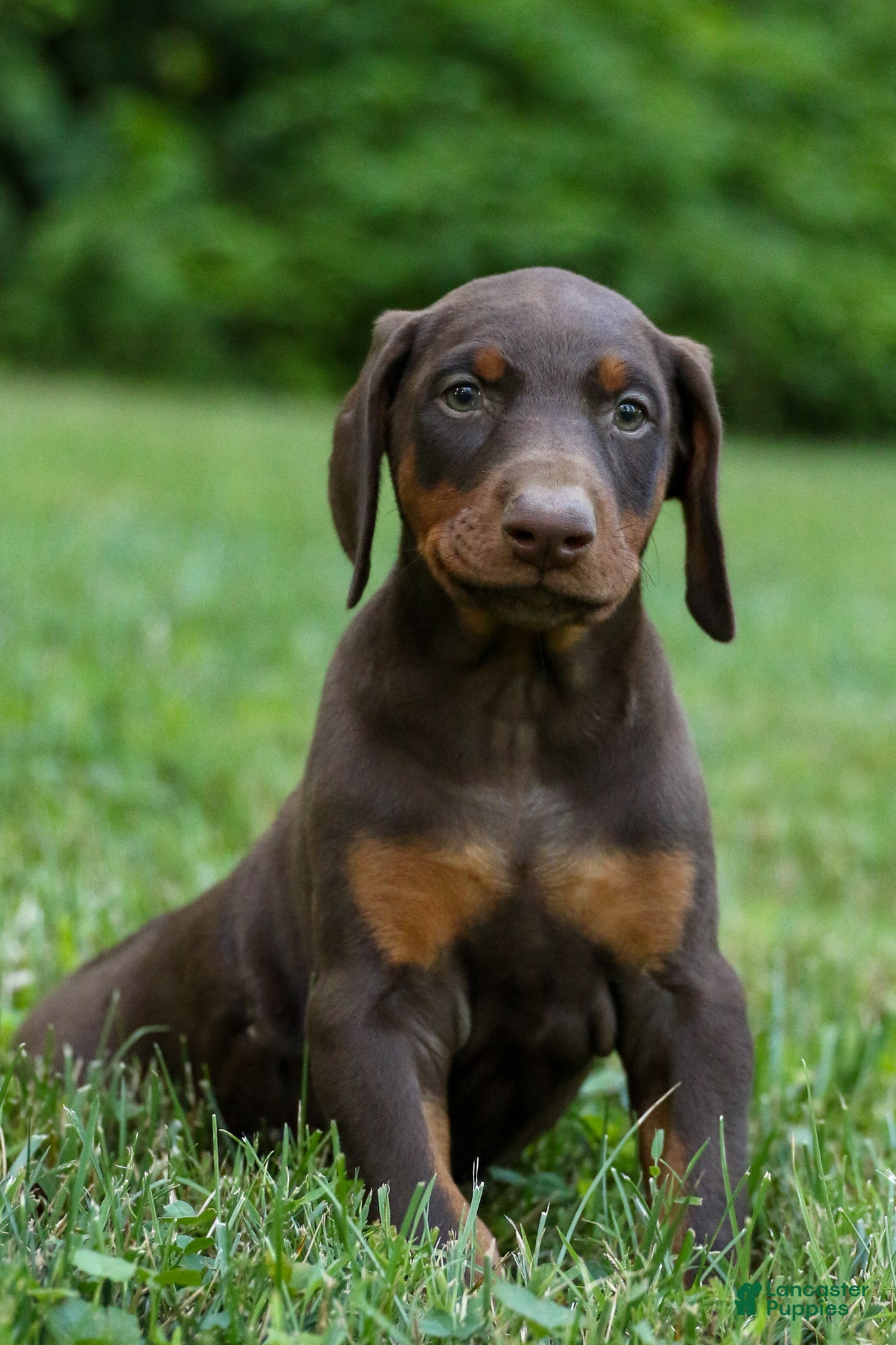 Doberman Pinscher dogs OSWALD - Ad 1