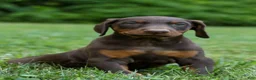 Doberman Pinscher dogs for sale: OSWALD - Ad 1