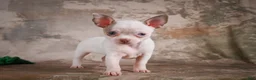 Chihuahua dogs for sale: Emmy - Ad 6