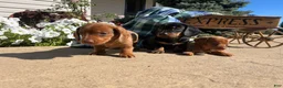 Dachshund dogs for sale: Archie❤️ACA Registered🐾 - Ad 3