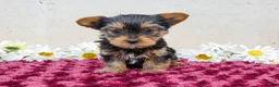 Yorkshire Terrier dogs for sale: Tibby - Ad 3