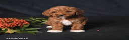 Toy Poodle dogs for sale: Handsome - Ad 2