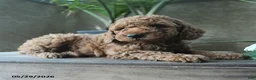 Miniature Poodle dogs for sale: Valor - Ad 3