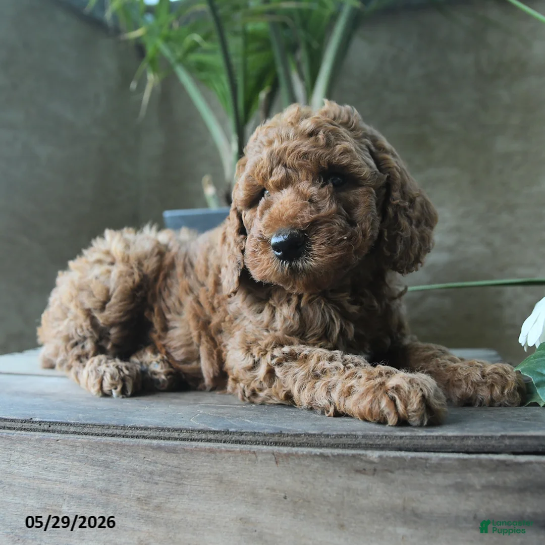 Miniature Poodle dogs for sale: Valor - Ad 3
