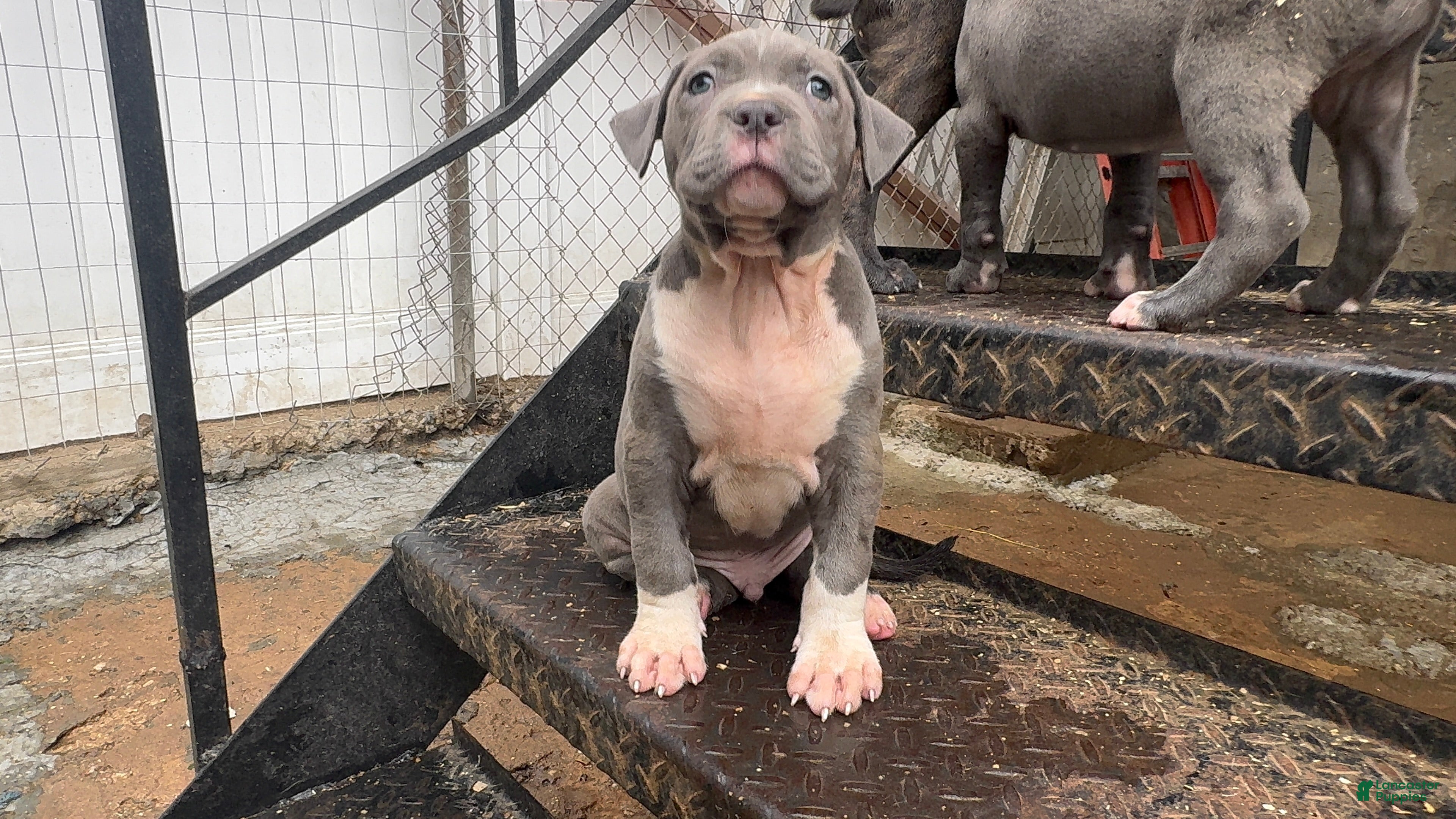 American Bully dogs G4 - Ad 1