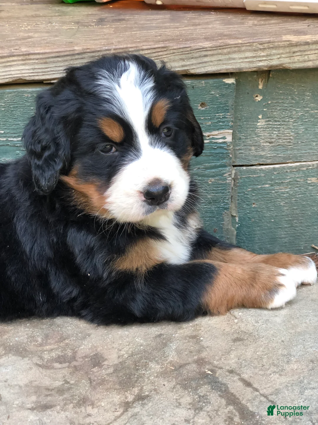 Gallery Image {{count}}