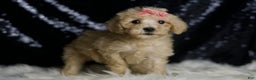 Mini Goldendoodle dogs for sale: Duckie - Ad 4