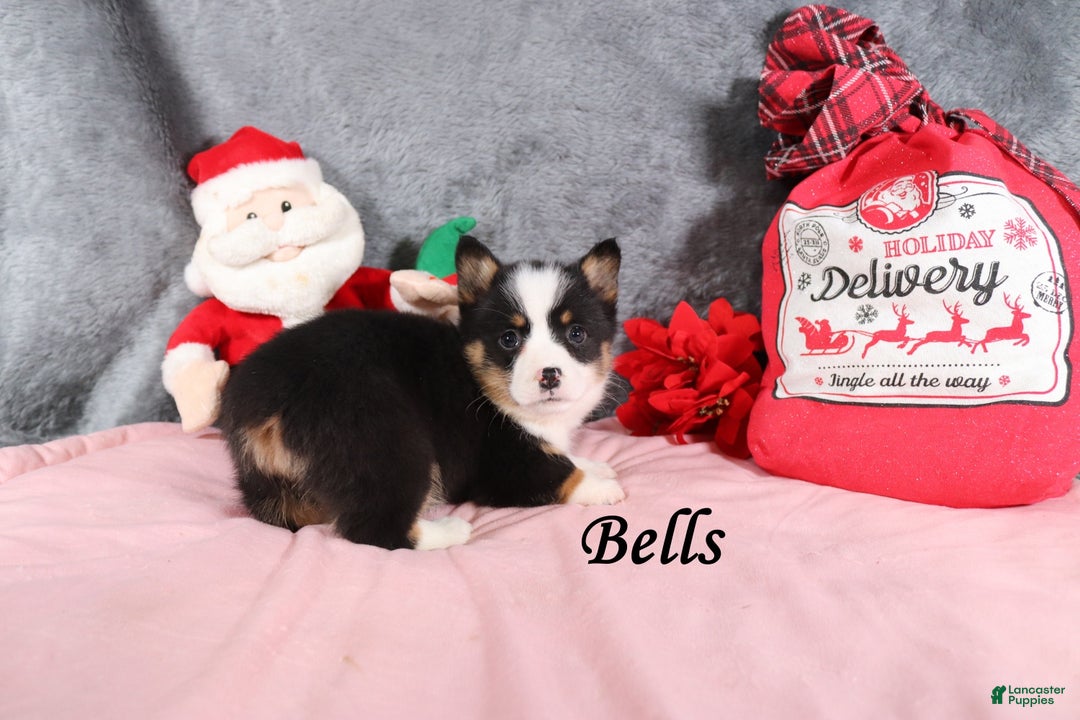 Welsh Corgi Pembroke dogs for sale: Bells - Ad 4