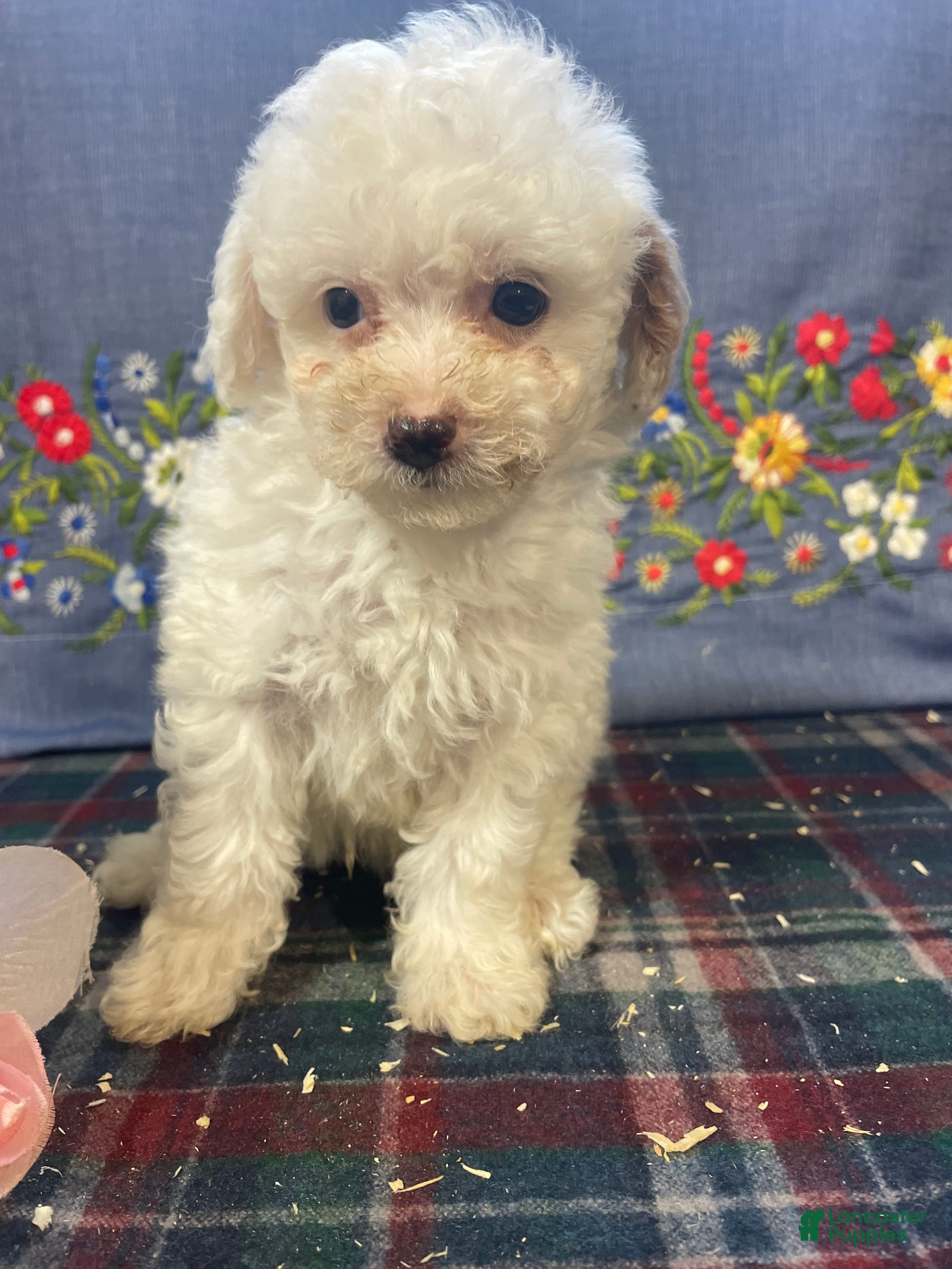 Toy Poodle dogs Nugget - Ad 24