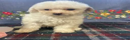 Toy Poodle dogs for sale: Nugget - Ad 1
