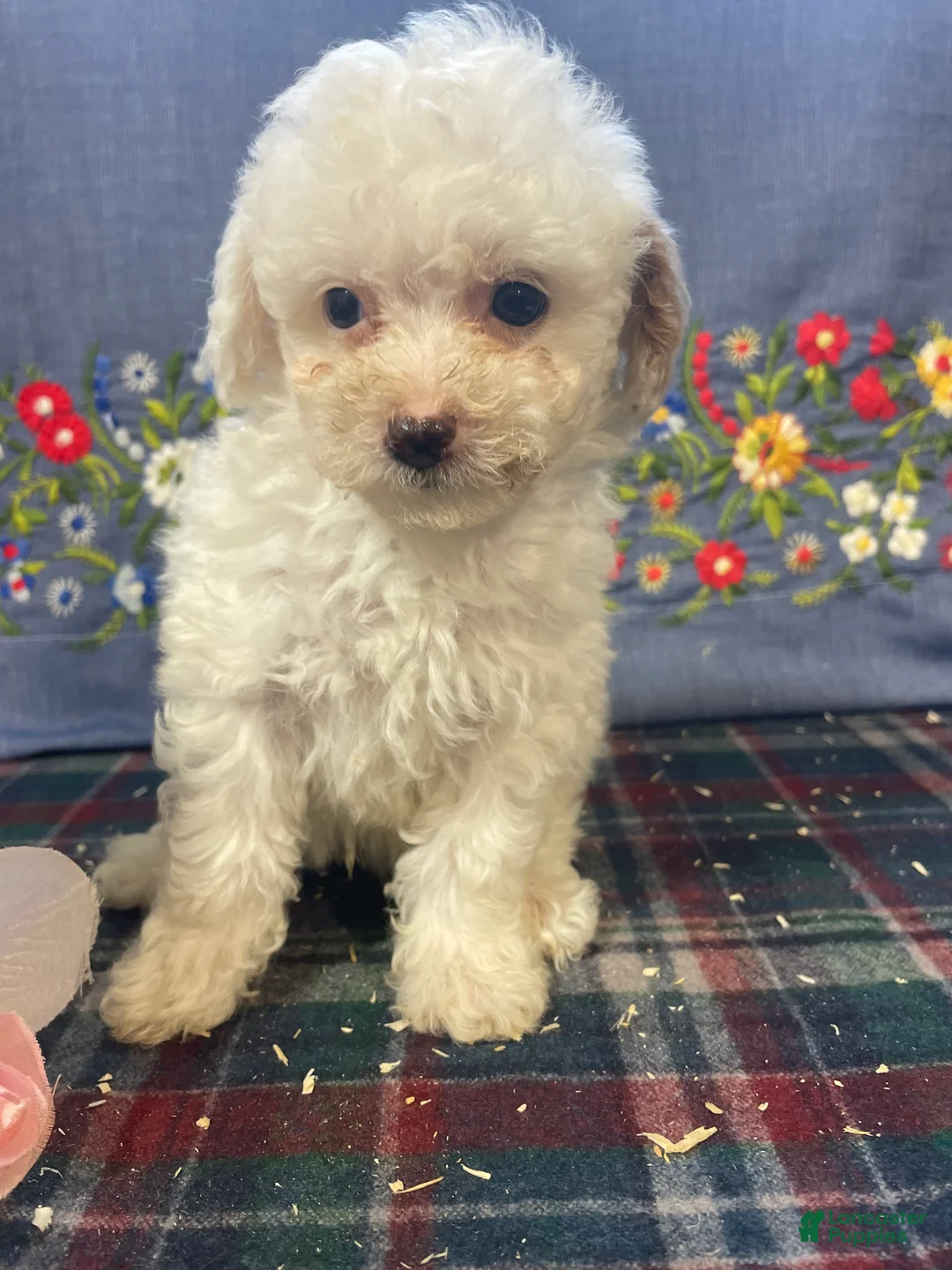 Toy Poodle dogs for sale: Nugget - Ad 1