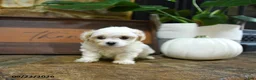 Maltipoo dogs for sale: Xeno - Ad 4
