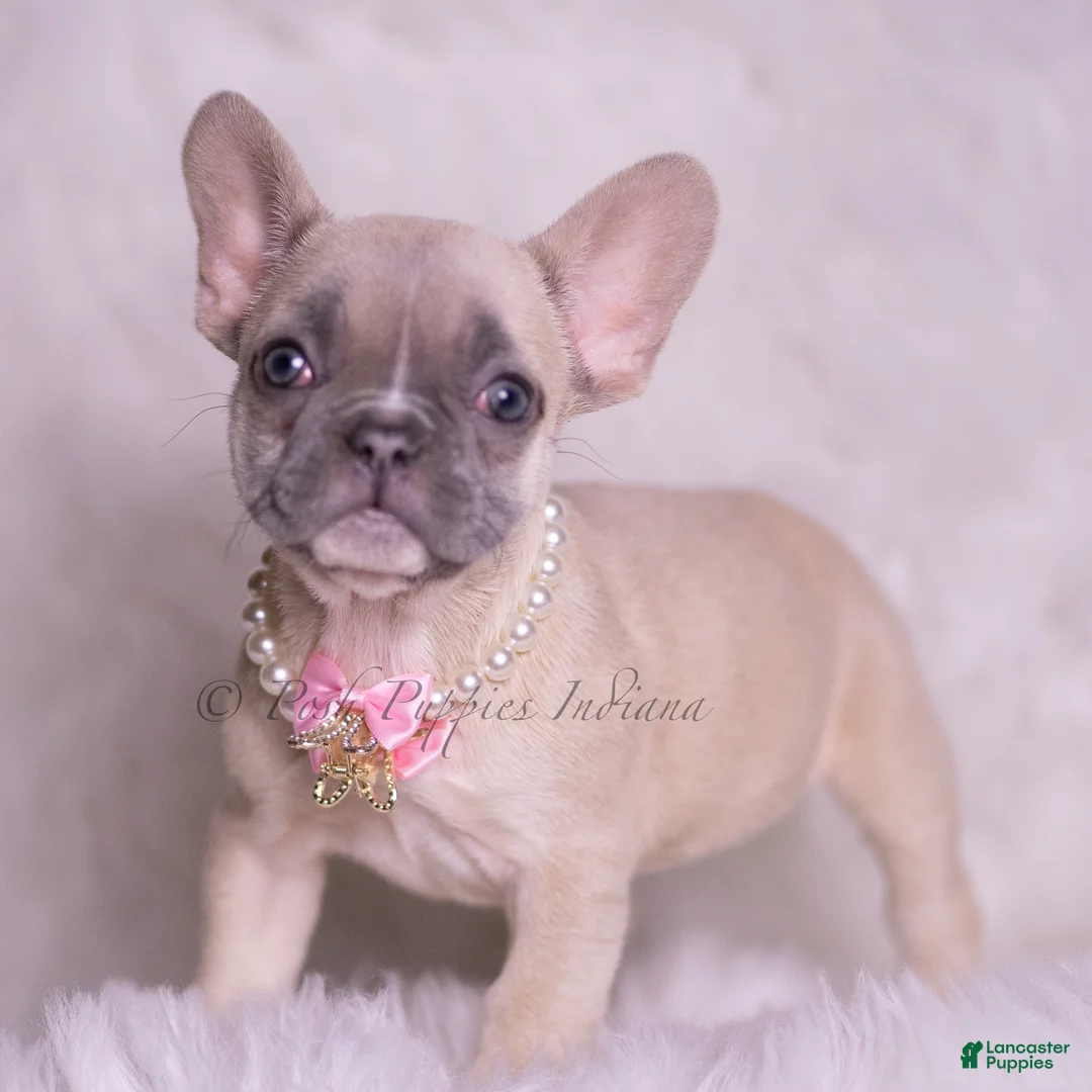 French Bulldog dogs for sale: Sparkle - Ad 2