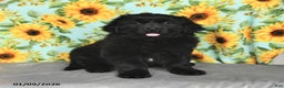 Newfoundland dogs for sale: Skittles - Ad 1