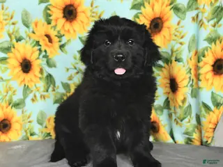 Newfoundland dogs Skittles - Ad 15