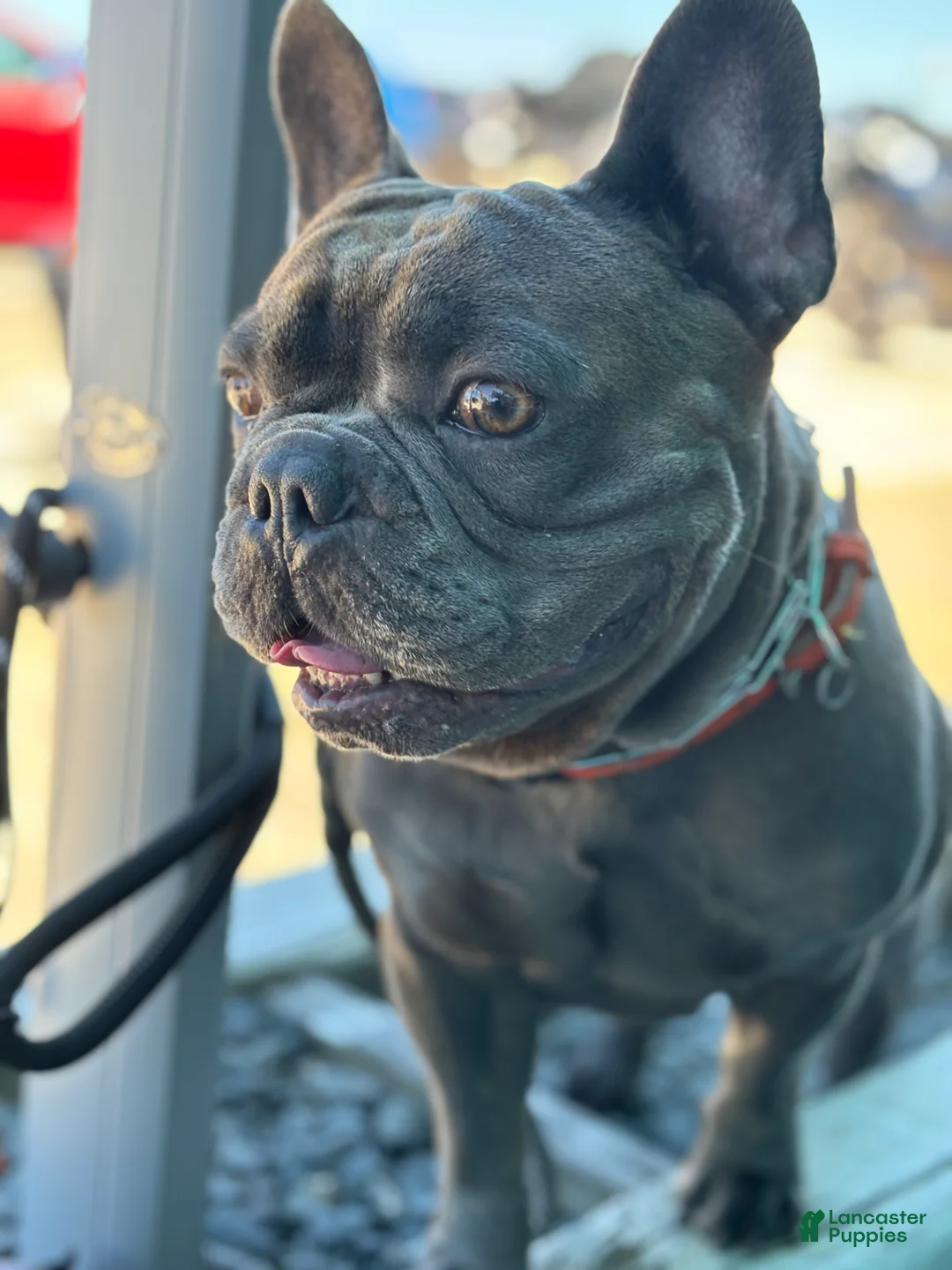 Gallery Image {{count}}