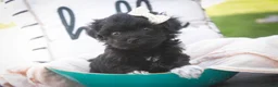Havanese dogs for sale: Maltilda Havanese - Ad 10