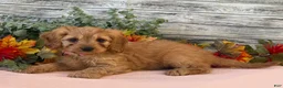 Cavapoo dogs for sale: Cavapoo 1 - Ad 2