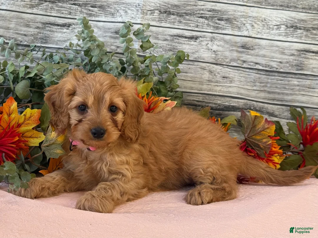 Cavapoo dogs for sale: Cavapoo 1 - Ad 2