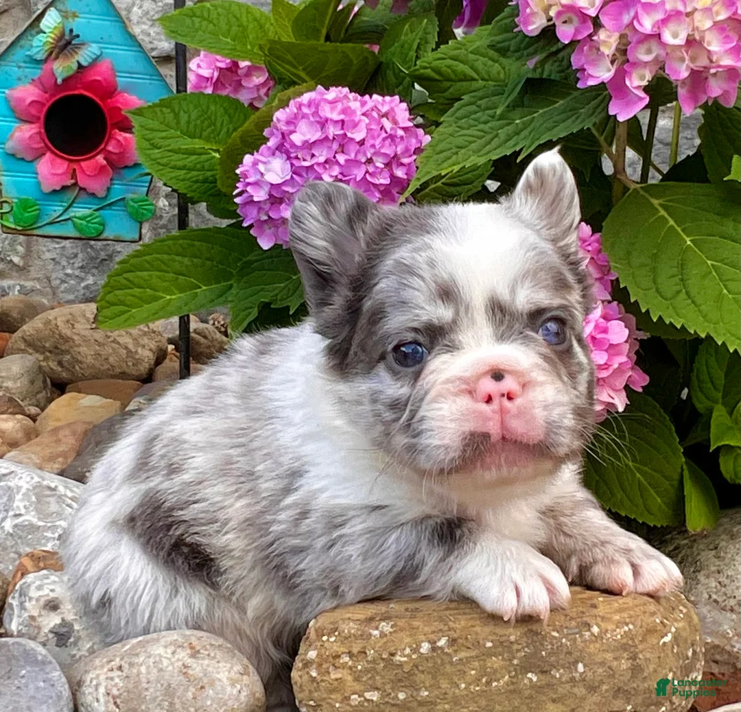 French Bulldog dogs for sale: Hulk - Ad 2