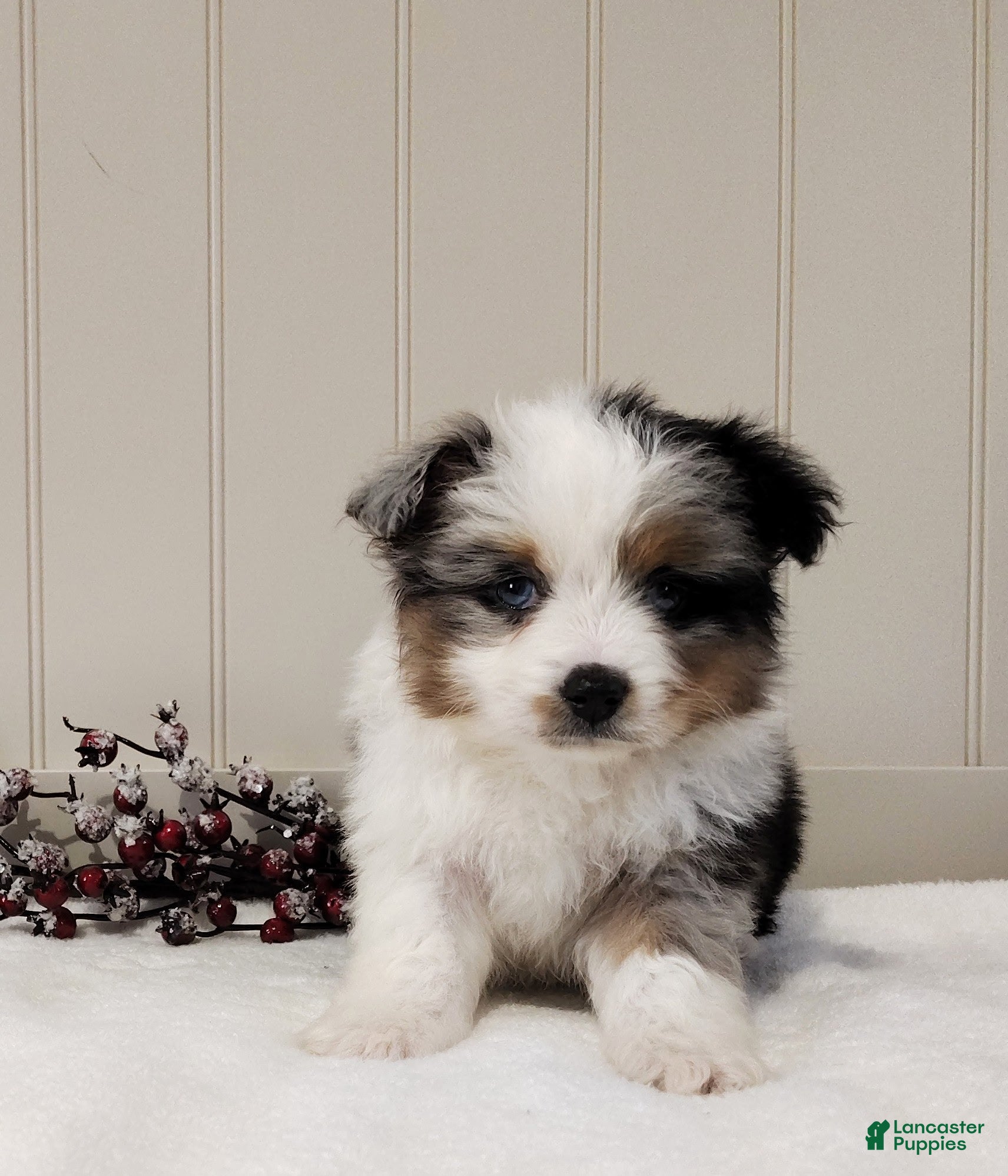Miniature Australian Shepherd dogs Miniature Australian Shepherd Puppy 3 - Ad 28