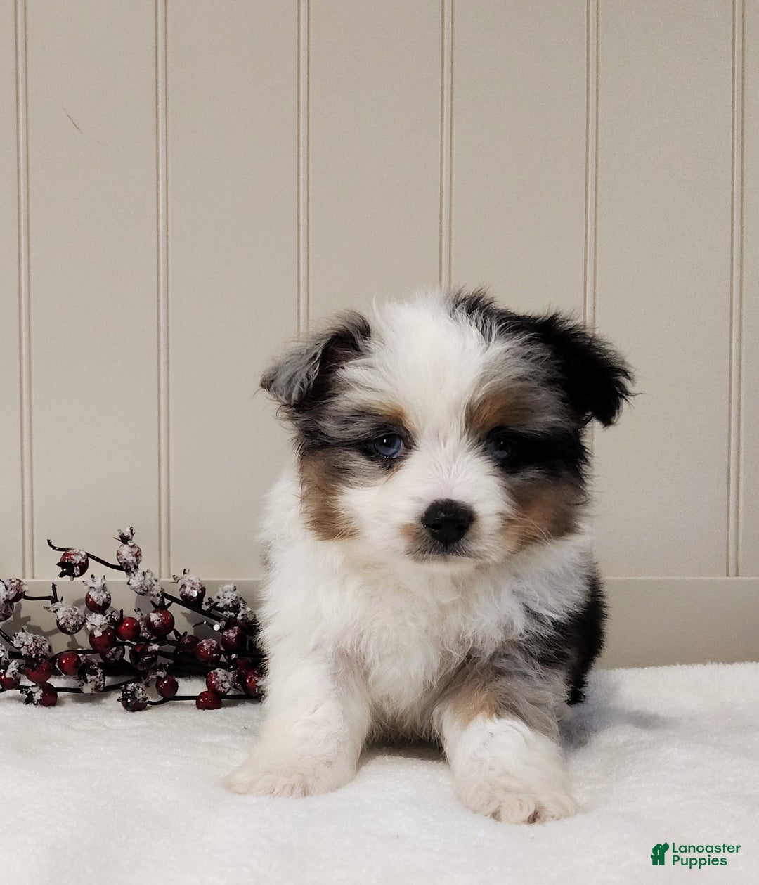 Miniature Australian Shepherd dogs for sale: Miniature Australian Shepherd Puppy 3 - Ad 1