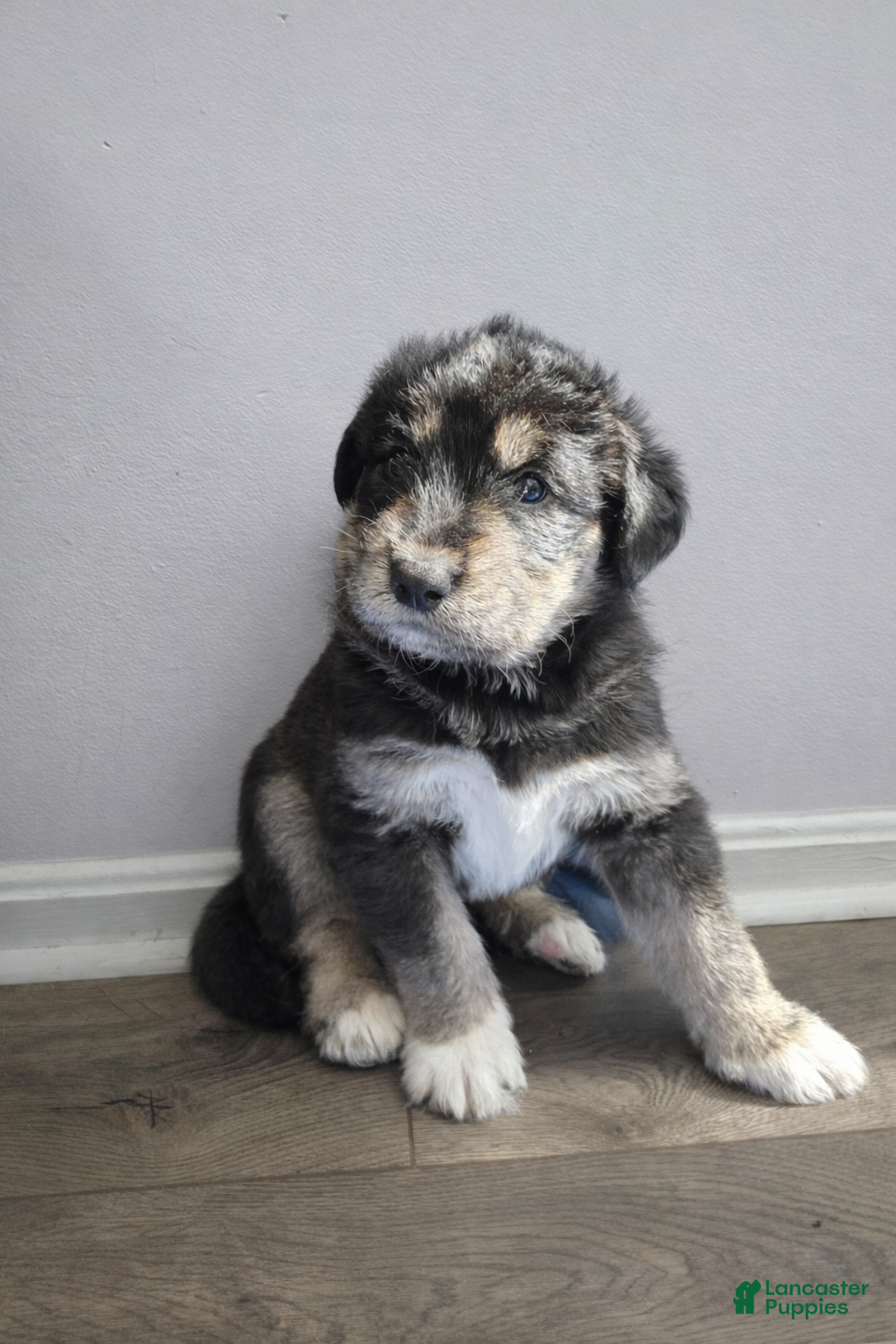 Huskipoo dogs Shere Khan - Ad 2