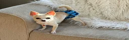 Chihuahua dogs for sale: Chihuahua 1 - Ad 5