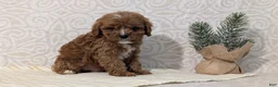 Cavapoo dogs for sale: Chase - Ad 8