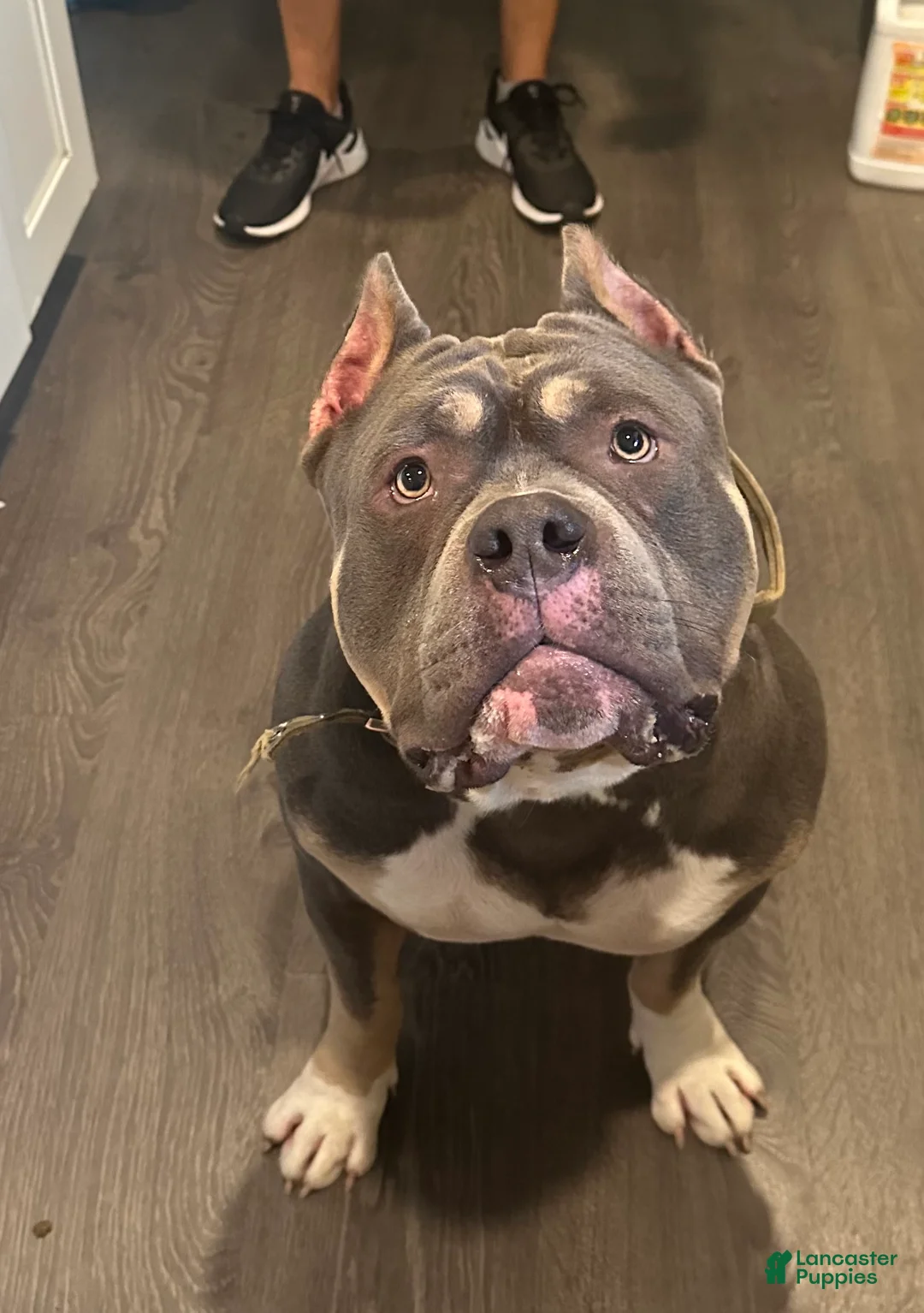 American Bully dogs for sale: American Bully Puppy 1 - Ad 1