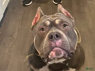 American Bully dogs American Bully Puppy 1 - Ad 41