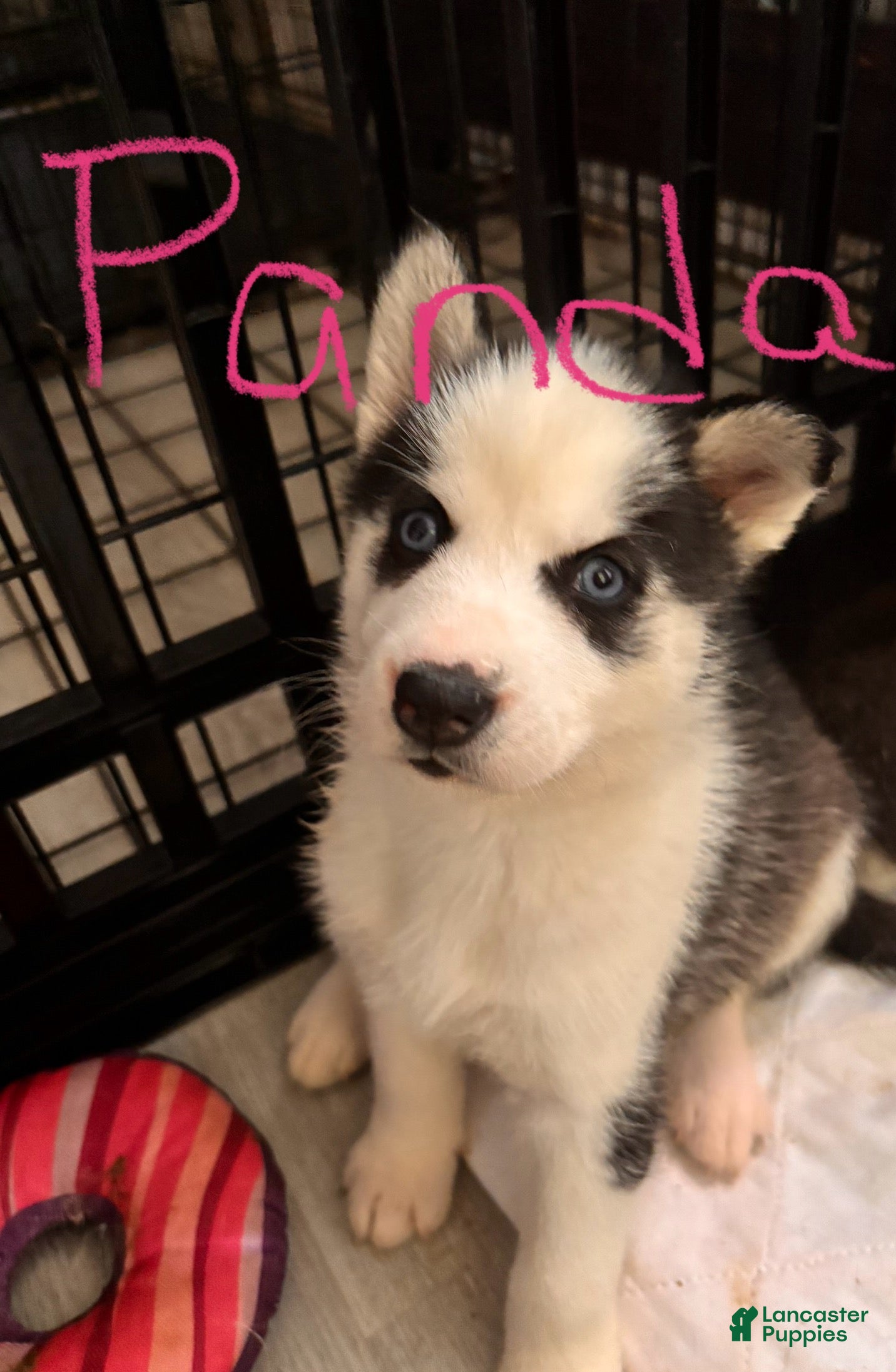 Siberian Husky dogs Siberian Husky 1 - Ad 1