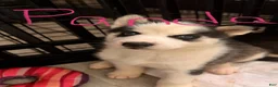 Siberian Husky dogs for sale: Siberian Husky 1 - Ad 1