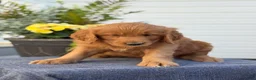 Goldendoodle dogs for sale: Trudy - Ad 8