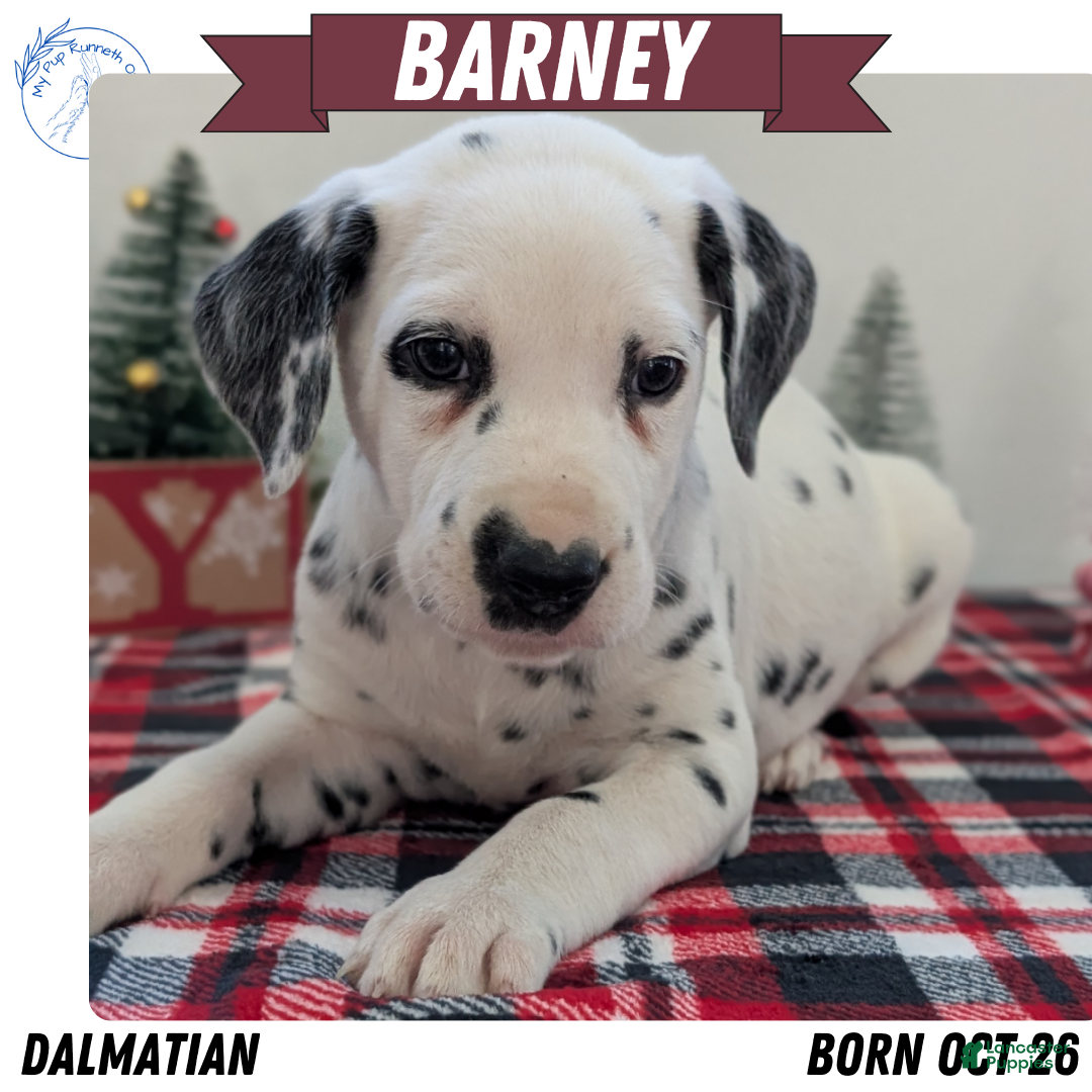 Dalmatian dogs Barney - Ad 1