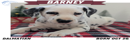 Dalmatian dogs for sale: Barney - Ad 1