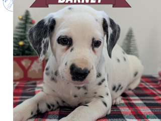 Dalmatian dogs Barney - Ad 1