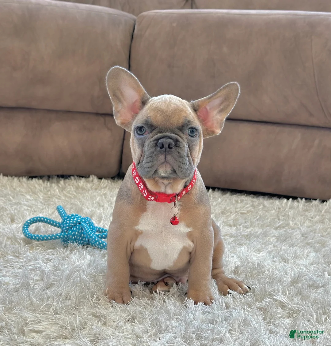 French Bulldog dogs for sale: Baxter - Ad 3