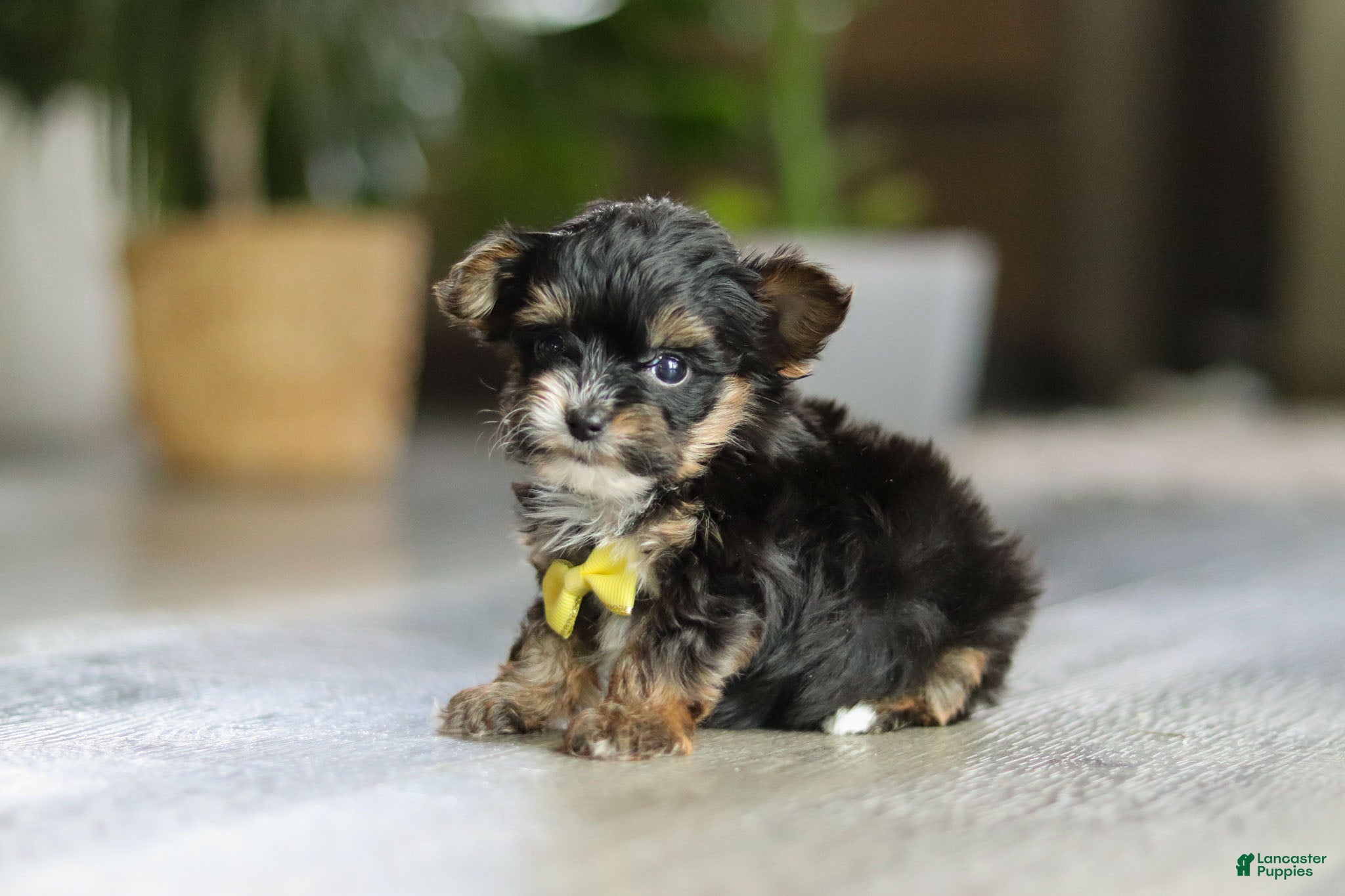 Yorkiepoo dogs Drakkar - Ad 2