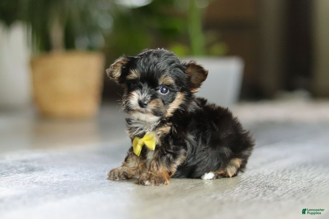Yorkiepoo dogs for sale: Drakkar - Ad 2