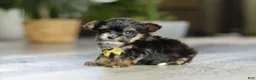 Yorkiepoo dogs for sale: Drakkar - Ad 2