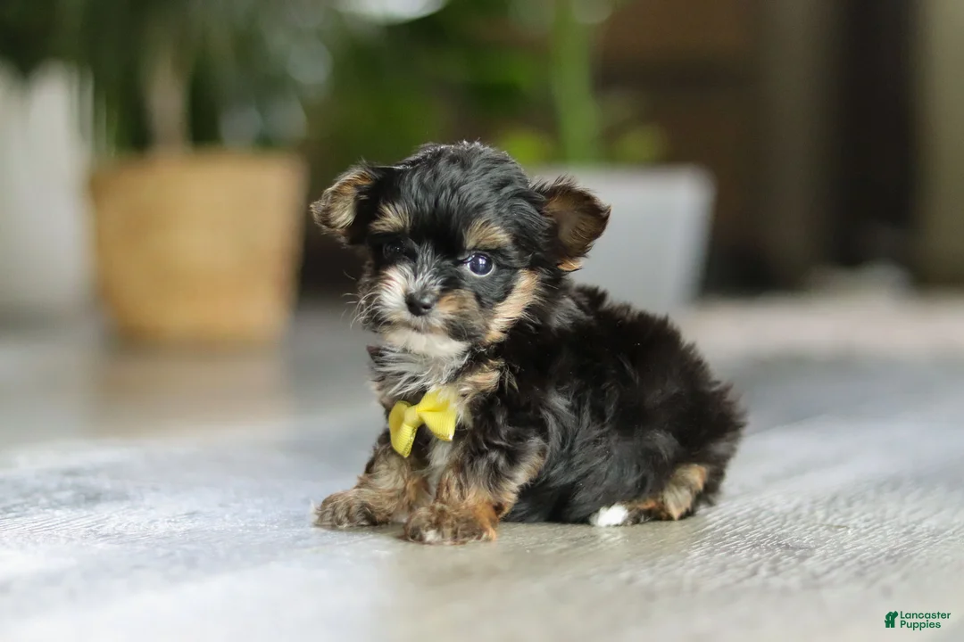 Yorkiepoo dogs for sale: Drakkar - Ad 2