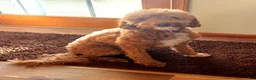 Irish Doodle dogs for sale: Baby Bamboo raised in our home - Ad 4
